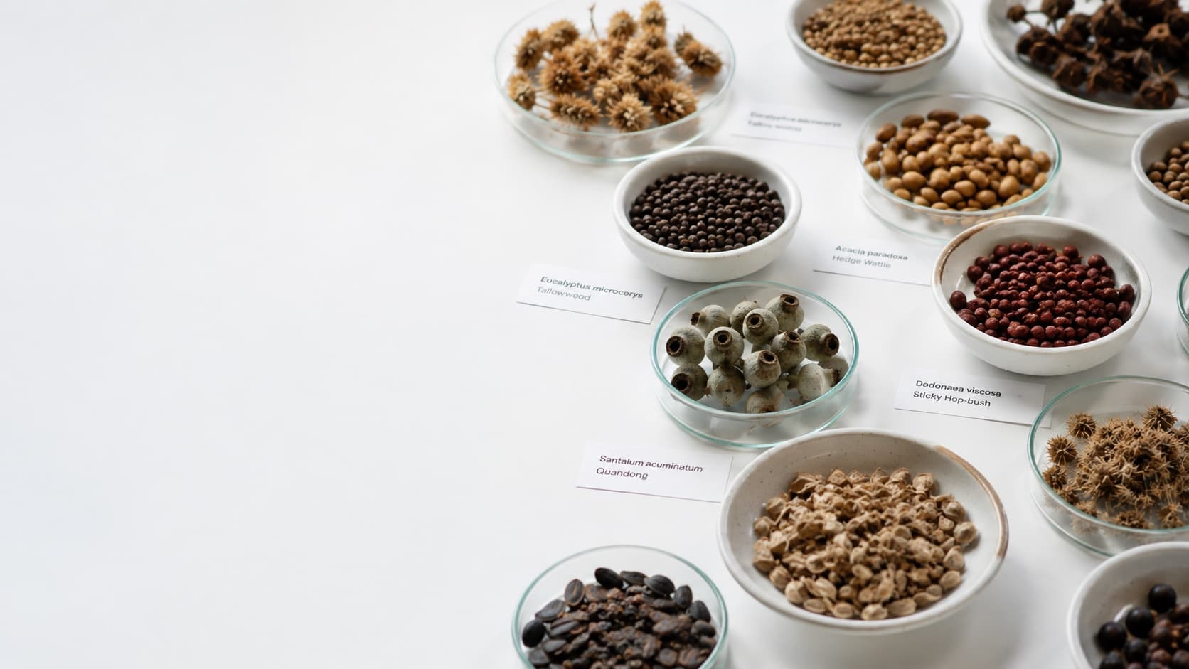 Native seed laid out in labelled dishes — Tallowwood, Hedge Wattle, Sticky Hop-bush and Quandong