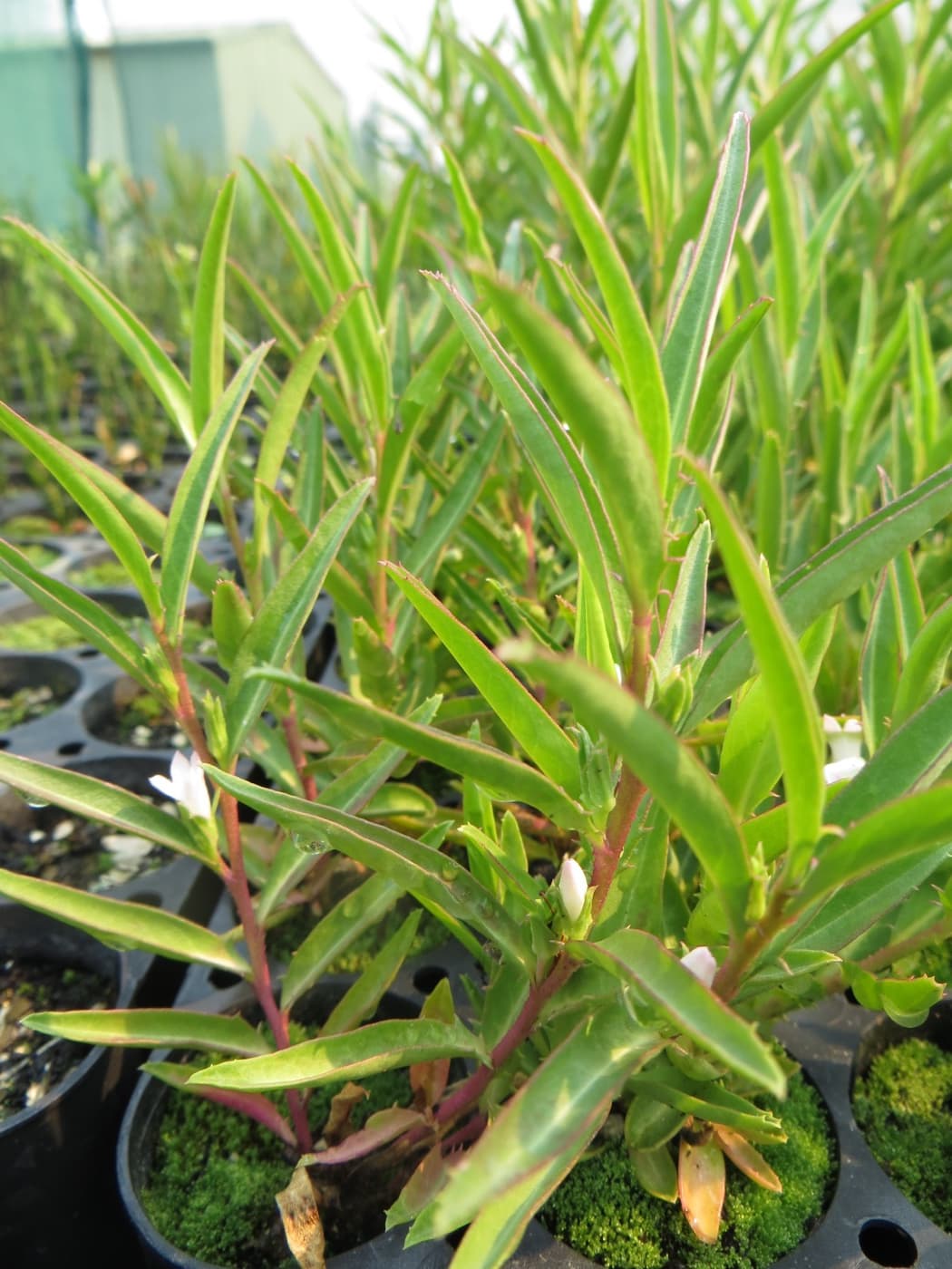 Healthy native foliage in the nursery