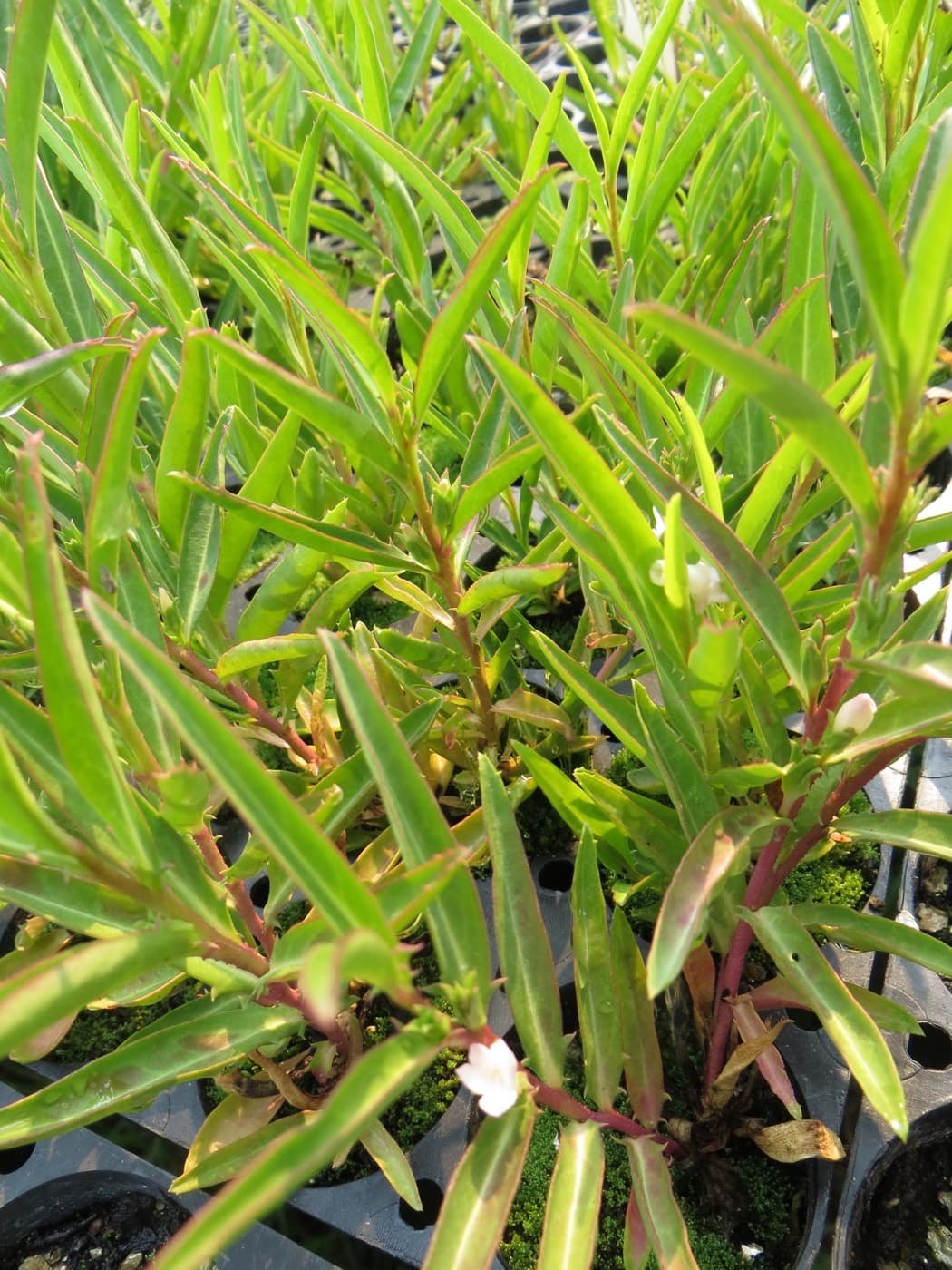 Detail of native foliage grown at the nursery