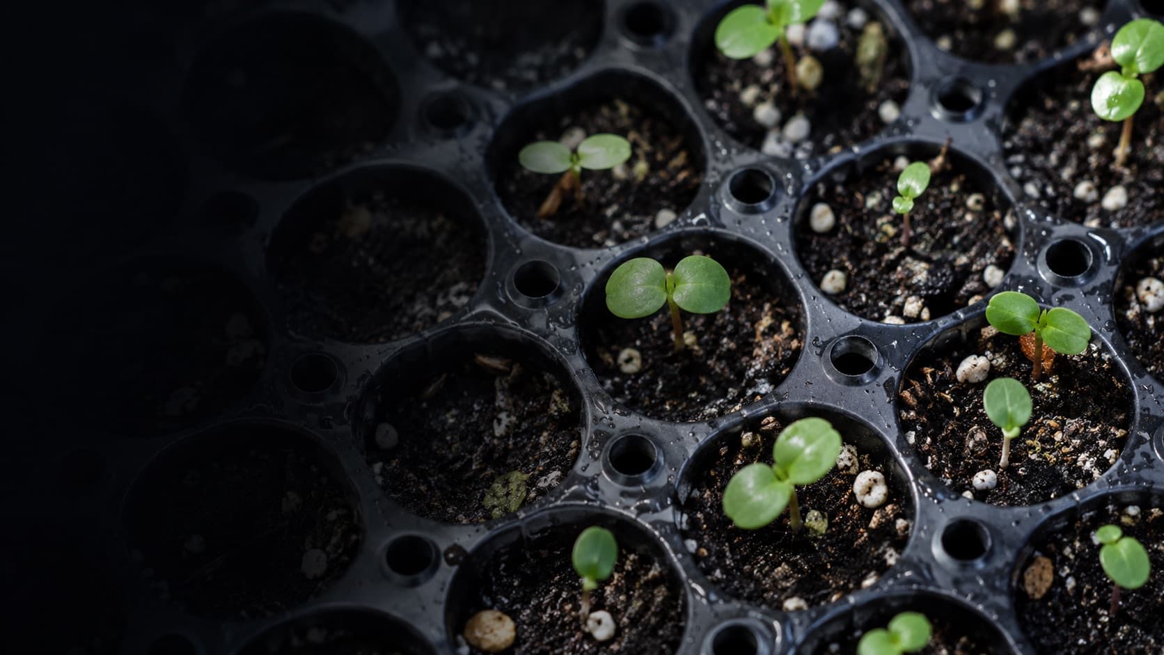 Native seedlings germinating across the cells of a dark plug tray