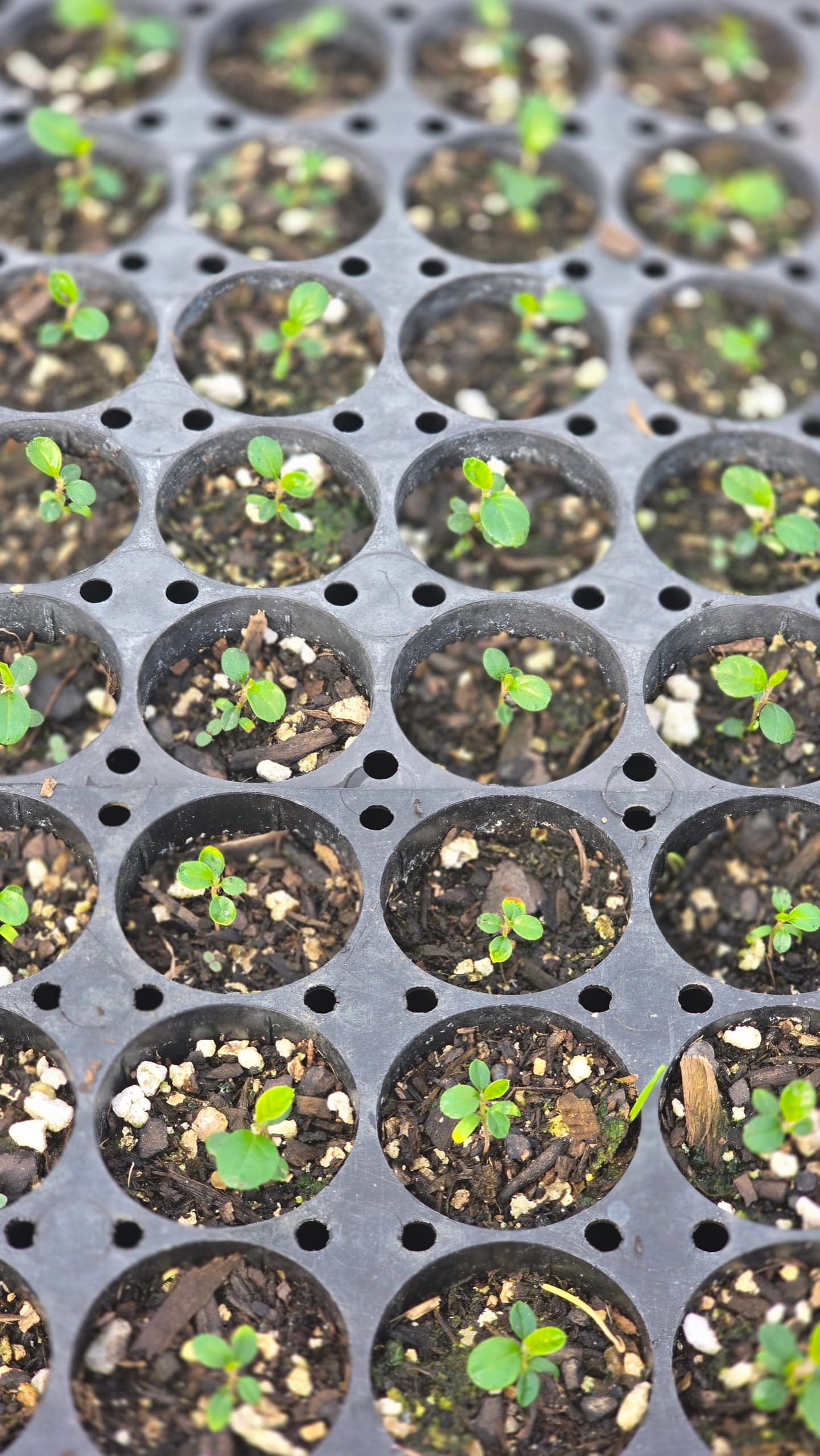 Seedlings germinating across a plug tray
