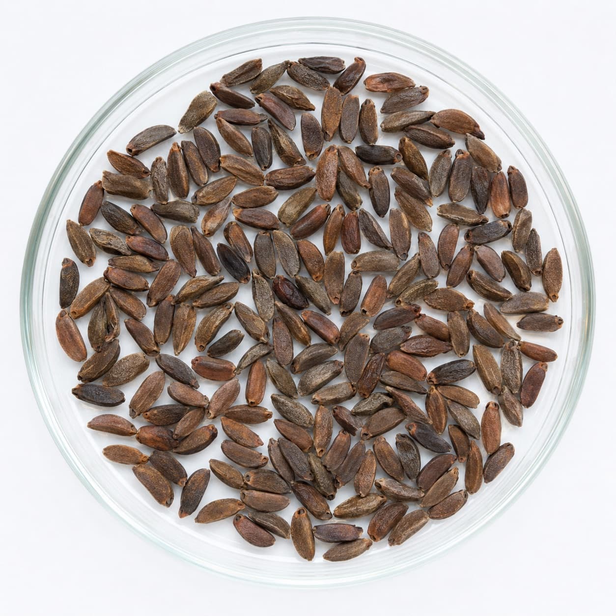 Cleaned seed of Alphitonia excelsa (Red Ash) in a glass dish