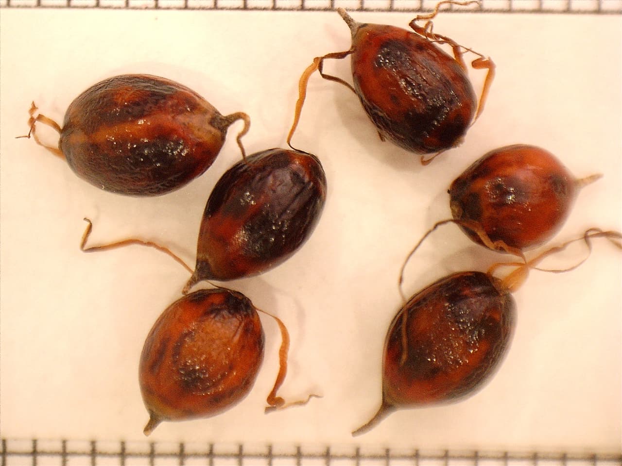Cleaned seed of Gahnia aspera (Saw-sedge)