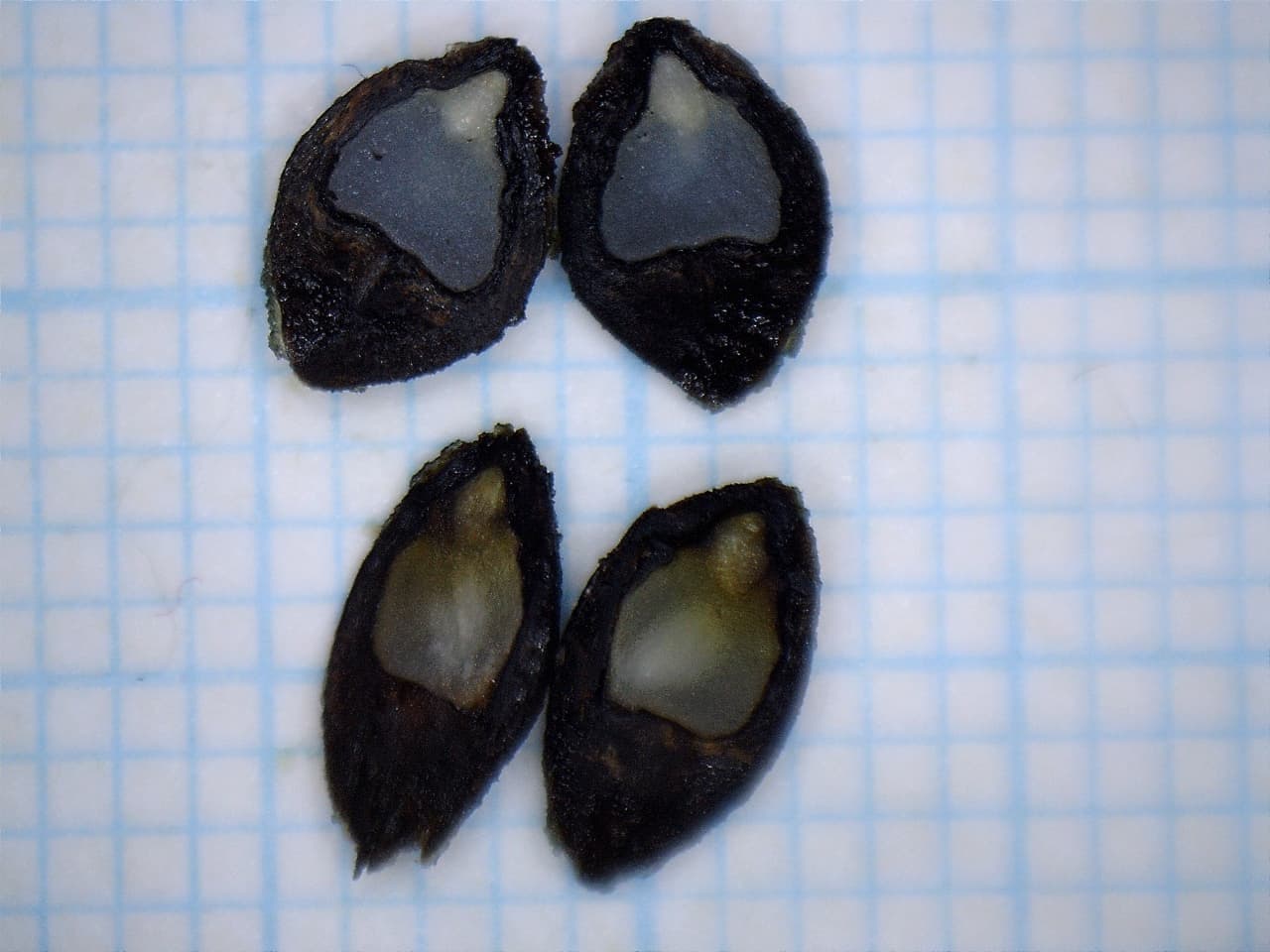Sectioned Gahnia aspera seed on a grid for viability assessment