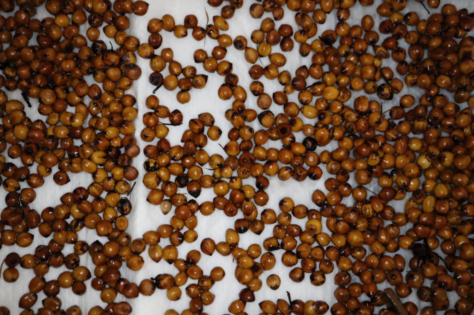 Seed of Gahnia aspera (Rough Saw-sedge)