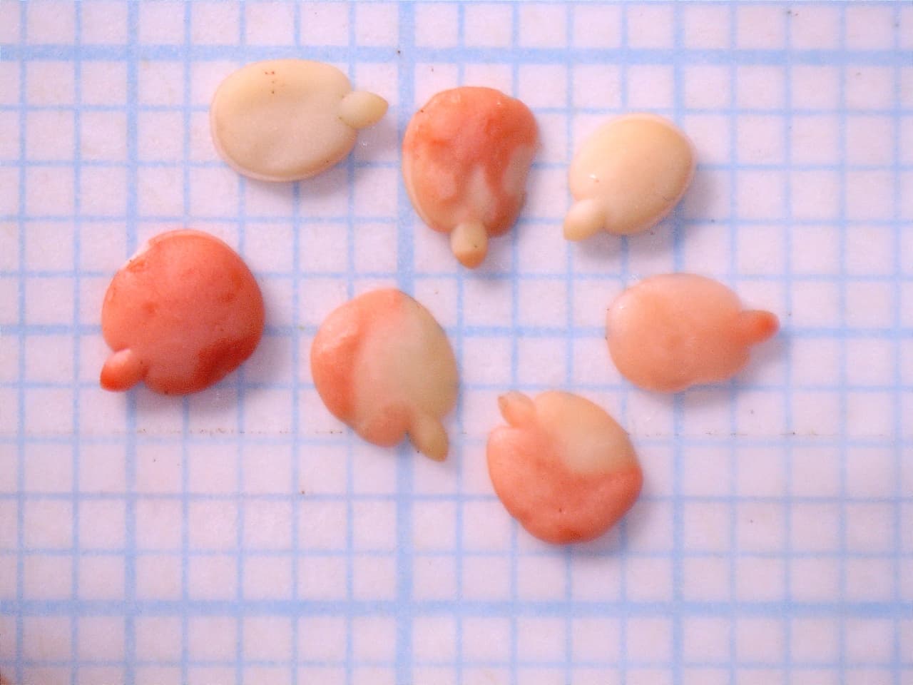 Geijera parviflora seed sectioned to check embryo development