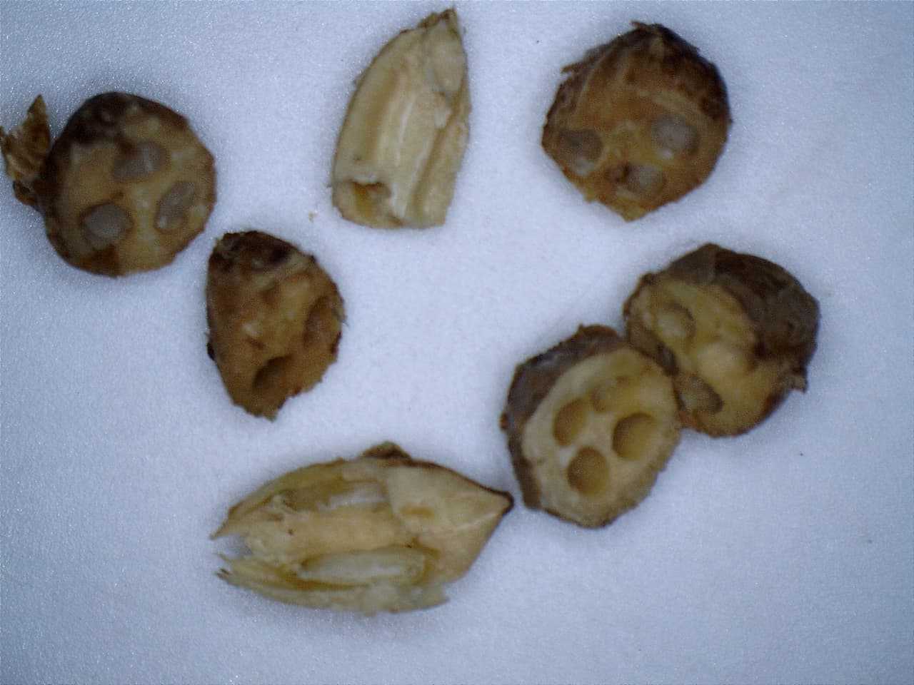 Sectioned Myoporum montanum seed showing seed chambers