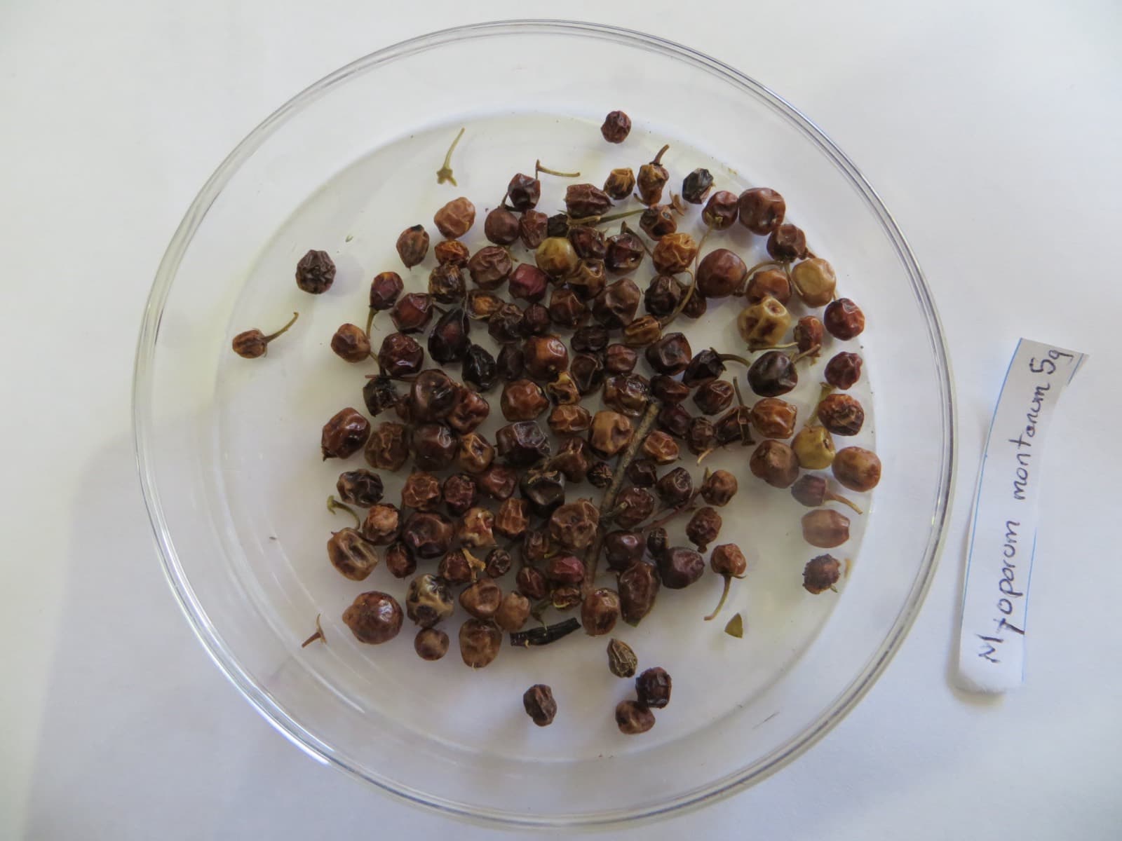 Cleaned seed of Myoporum montanum