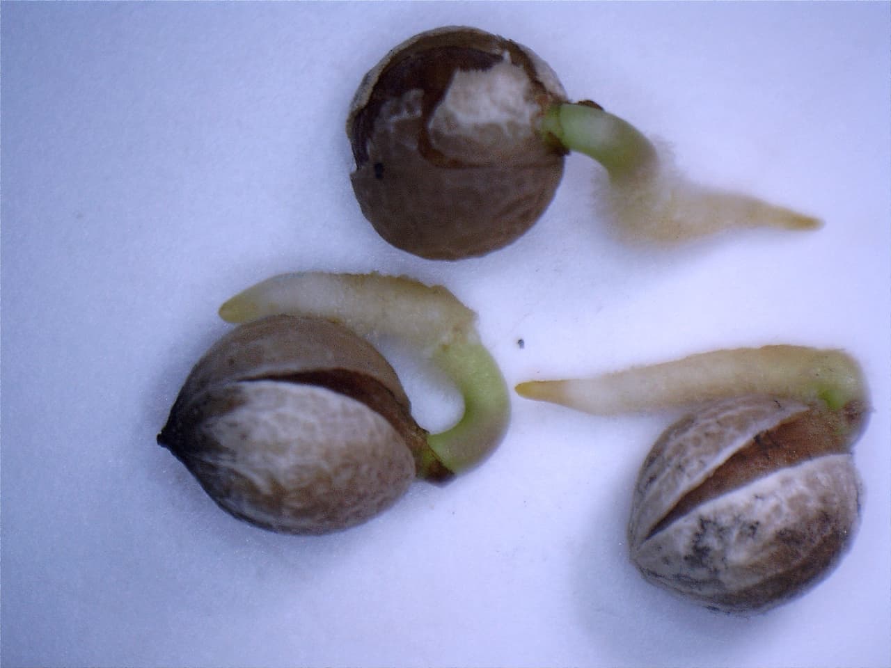 Seed of Notelaea microcarpa (Native Olive)