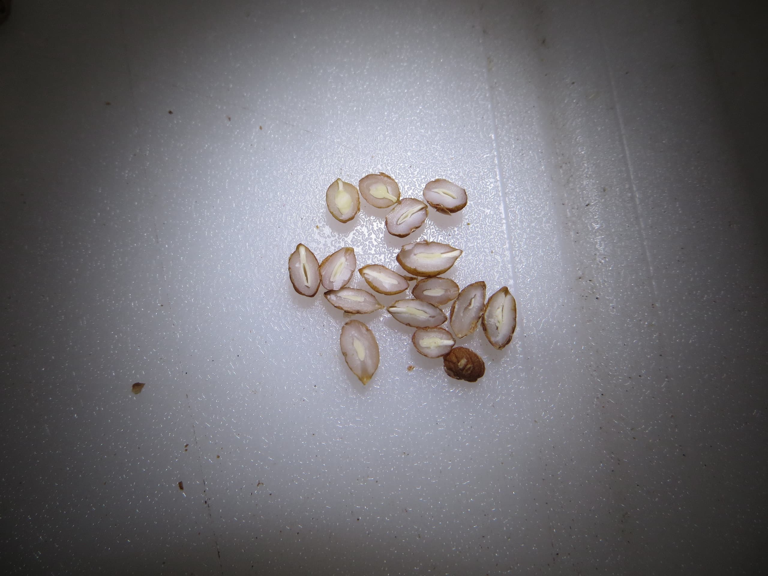 Sectioned Notelaea microcarpa (Native Olive) seed