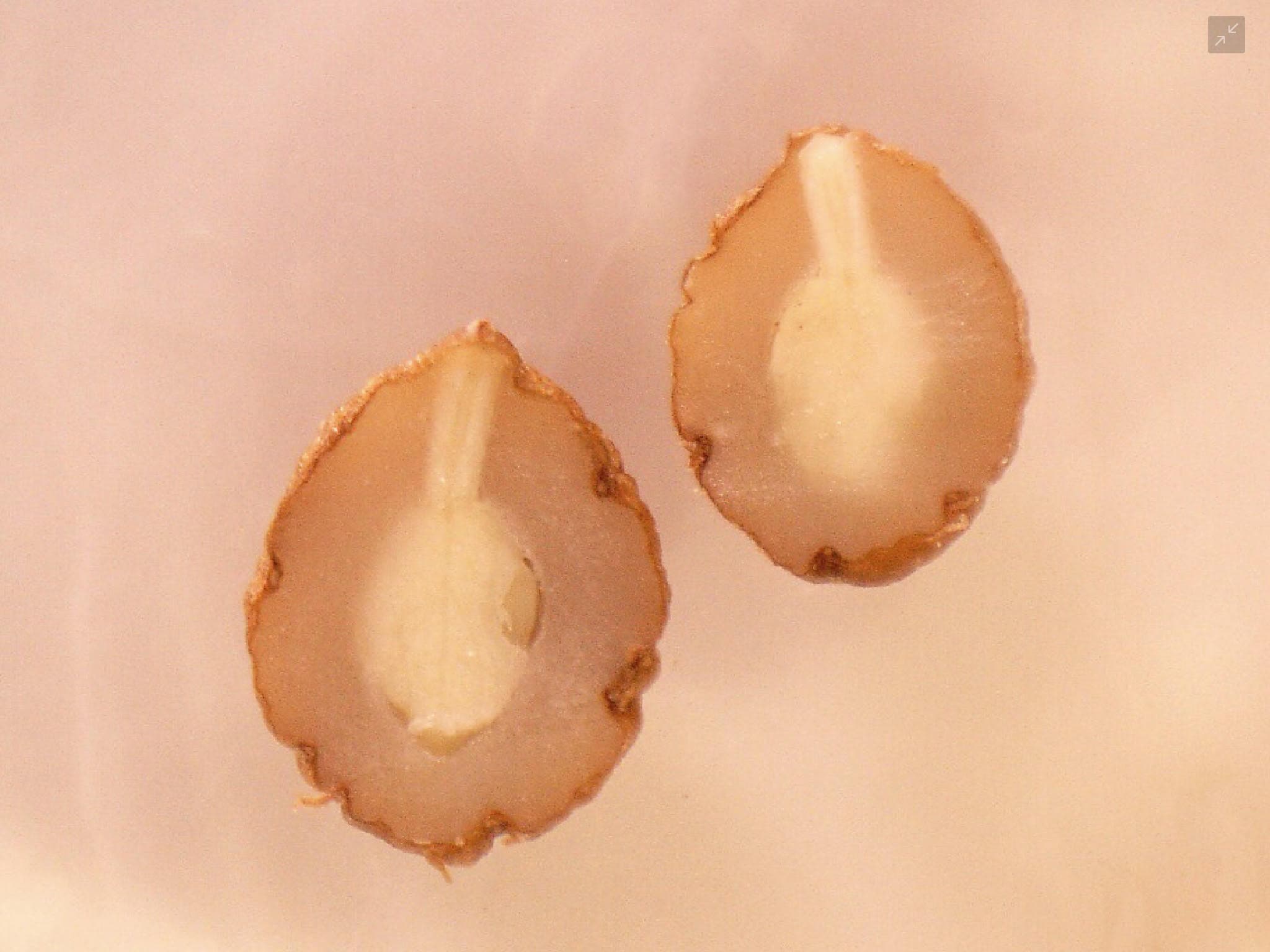 Notelaea microcarpa seed sectioned to reveal the embryo