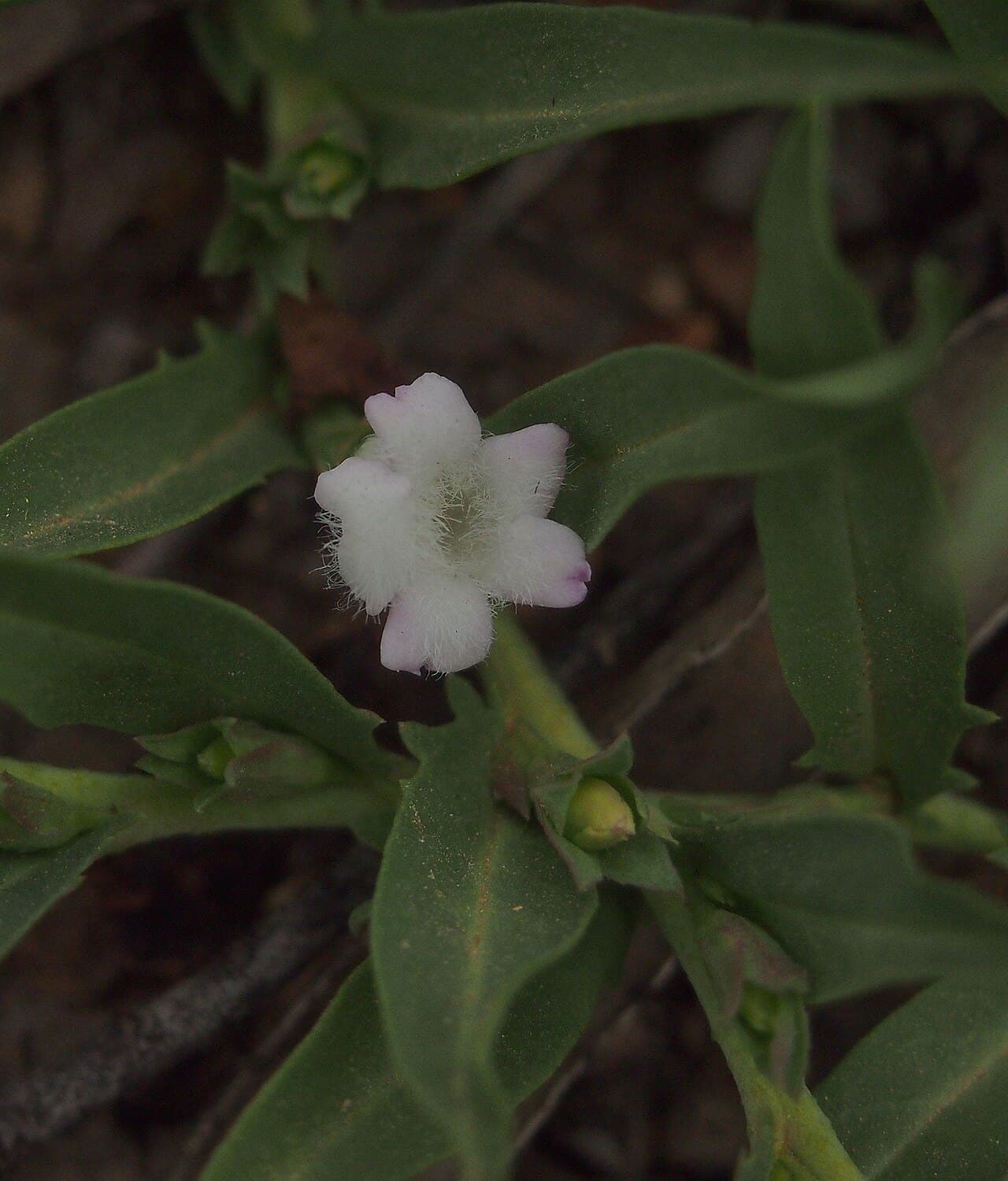 A white flower of the trailing groundcover Eremophila debilis (Winter Apple)