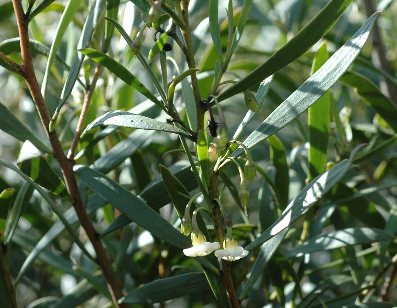 Cream tubular flowers and slender silvery leaves of Eremophila deserti (Turkey Bush)