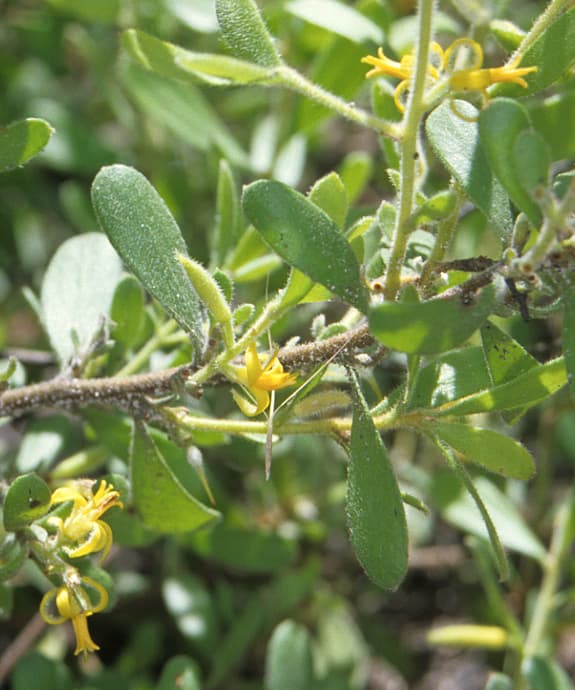 Small yellow flowers of Persoonia sericea (Silky Geebung) on a soft-leaved shrub