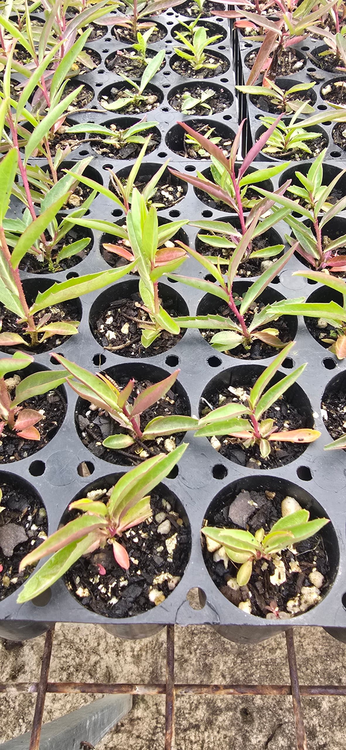 Young native tubestock establishing in the nursery